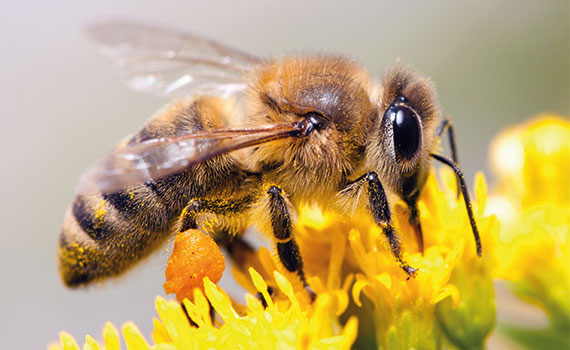 Bienenpatenschaften bei LOOK