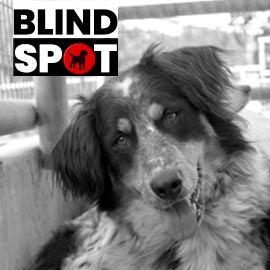 BlindSpot Hunde