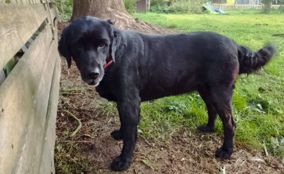 Look-Tierschutzverein Deutschland e.V.