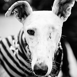Galgos in Not
