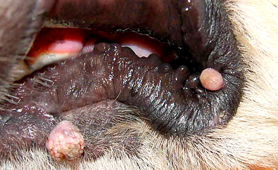 Ren kollision Sygdom Papillomatose, auch bekannt als Mundwarzen, sind kleine, gutartige  Wucherungen, die durch das Papillomavirus verursacht werden. Äußerlich  sehen sie wie fleischige, blumenkohlähnliche Warzen aus. In seltenen Fällen  wachsen sie auch nach Innen. Ist ...