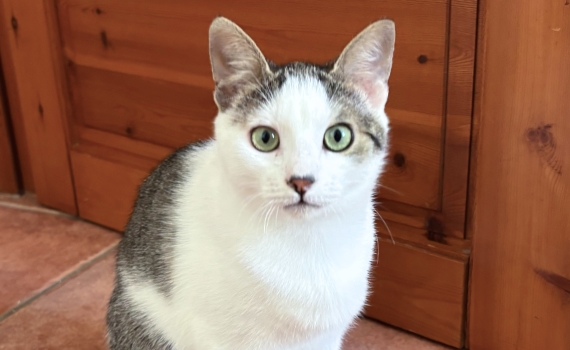 Look Tierschutzverein