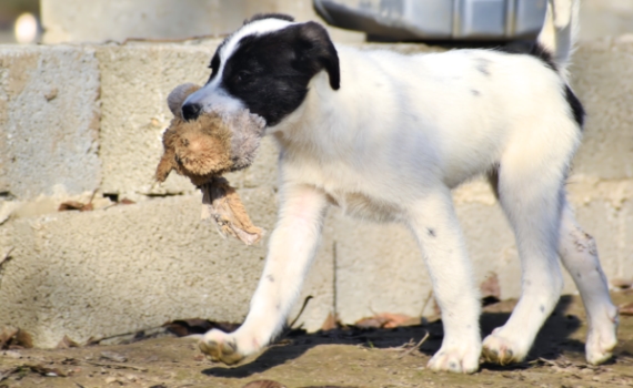 Tierschutzverein in Hamburg und München