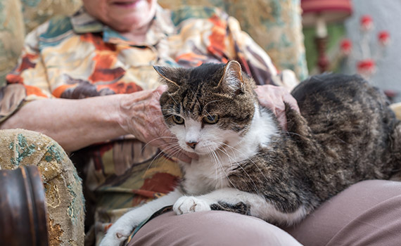 Die Vorteile einer Senior Katze