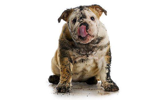 Hunde SPA - Behandlung mit Arganöl
